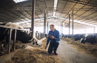 domestic-animals-milk-production